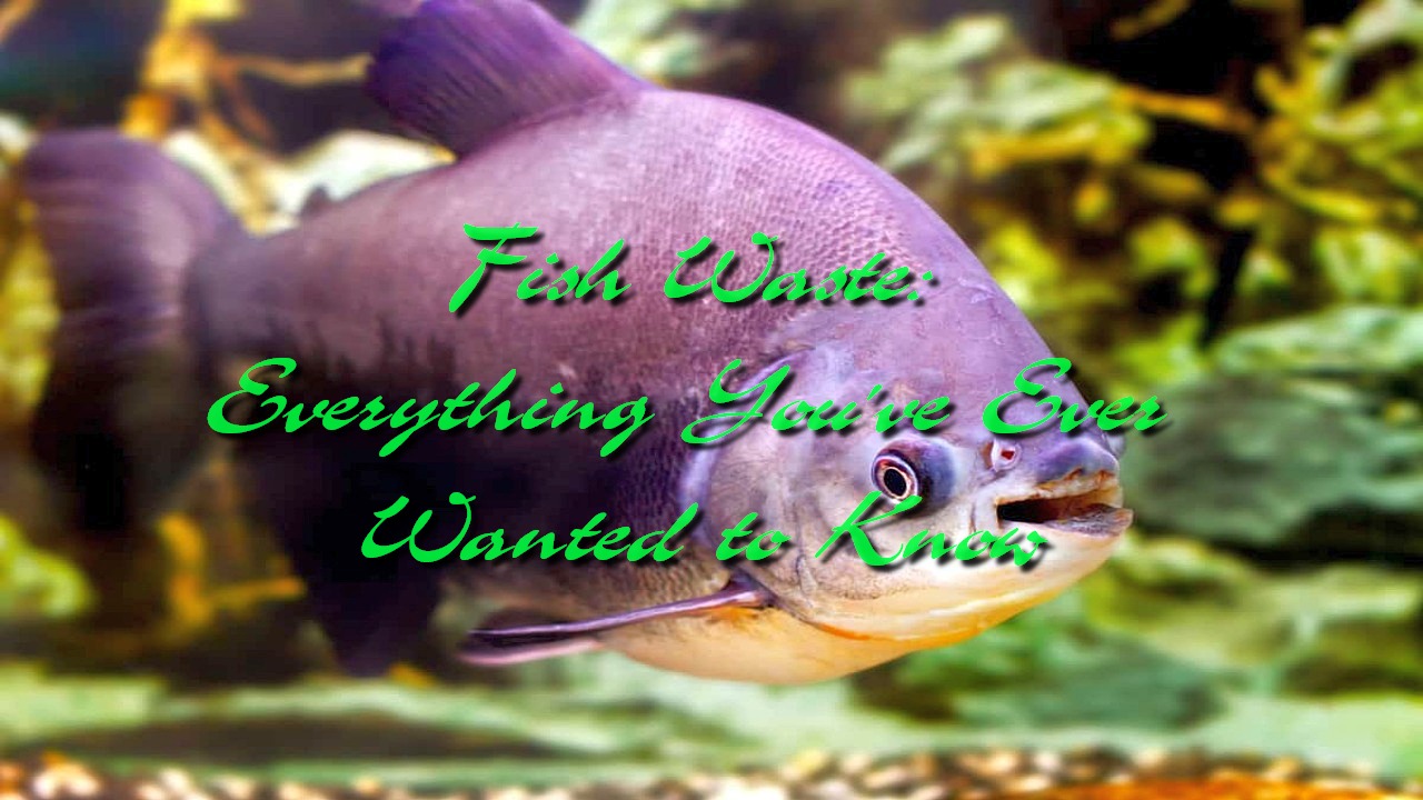 Fish Waste: Everything You’ve Ever Wanted to Know